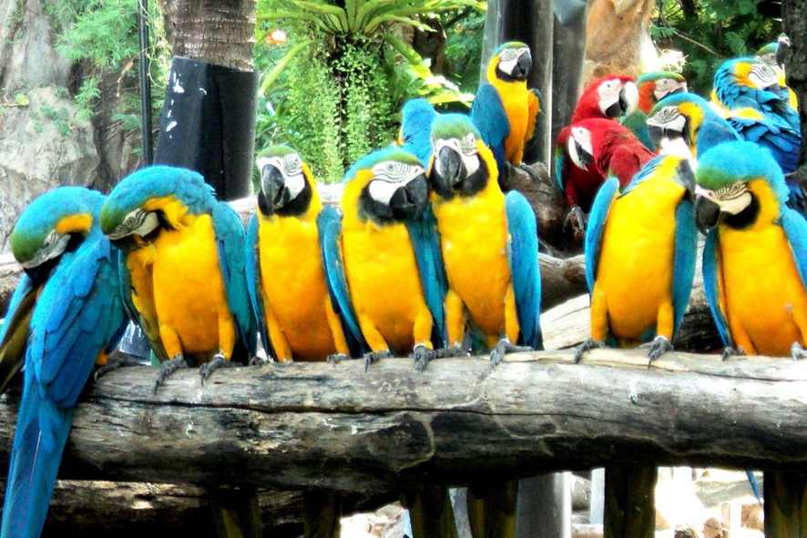 kham-pha-cong-vien-safari-world-thai-lan
